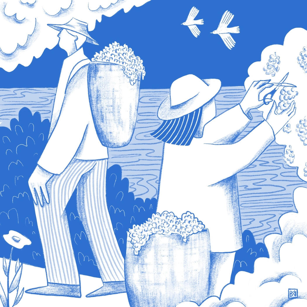 illustration of a grape harvest in Douro, Portugal