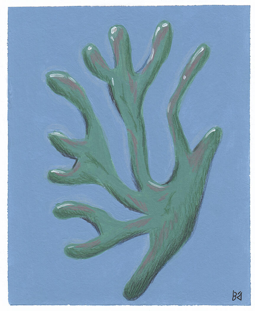 ACV-08 Alga Acrylic and color pencil illustration of an algae