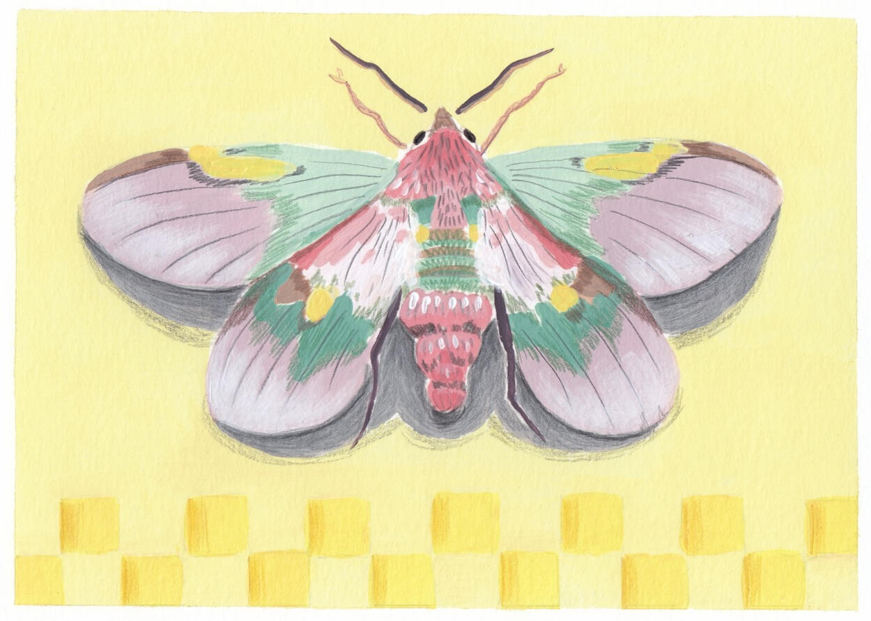 Moth